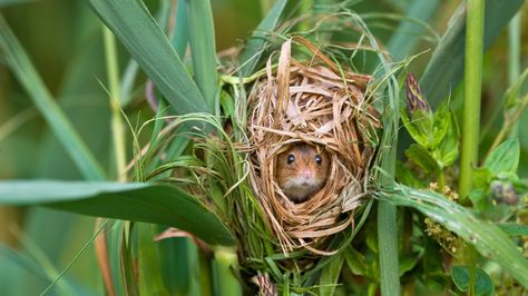 Harvest Mouse Harvest Mouse, Harvest Fest, Field Mouse, Nature Animals, Cute Little Animals, Beautiful Creatures, Animal Photography, Animals Beautiful, Farm Animals