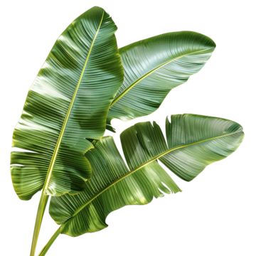 banana leaves,leaves,banana,banana tree,green,banana leaf,green leaves,leaf,kind,plants,tropical,fresh,in kind,plant,green banana leaves,tropical leaves,tropical plants,vegan,yellow,banana illustration Banana Leaves Illustration, Banana Tree Png, Banana Leaves Decoration, Caribbean Aesthetics, Banana Tree Illustration, Banana Leaf Illustration, Tropical Plants Illustration, Leafs Aesthetic, Banana Png