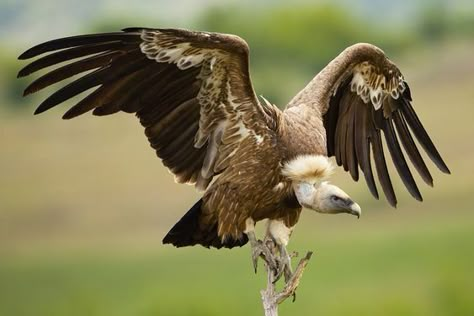 Vulture Marvel, Griffon Vulture, Bearded Vulture, Eagle Images, Bird Quotes, Wings Drawing, White Head, Bird Of Prey, Bird Book