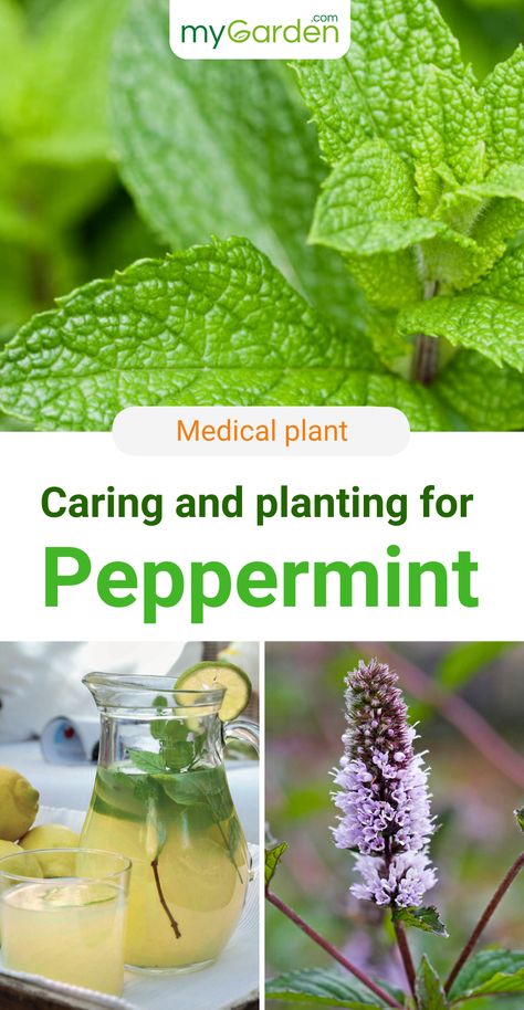 Peppermint is a very fast growing medical plant and herb. The highly colorful lipped flowers of peppermint form between June and September and come in various shades of purple and pink, depending on the variety. It develops its medicinal anti-inflammatory and antispasmodic effect as peppermint oil and can also be drunk as a tea. Learn everything about the peppermint, how to plant it, care for it, harvest it and use its medicinal effects. #mygarden #peppermint #medicalplant Growing Peppermint, Peppermint Herb, Citronella Plant, Bee Friendly Plants, Peppermint Plants, Seed Starter Kit, Medicinal Herbs Garden, Herbs Garden, Harvesting Herbs