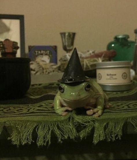 Frog Familiar, Cottagecore Tumblr, Hermit Life, Frog Witch, Dark Garden, Goblin Core, Halloween Ii, Mulch, Amphibians