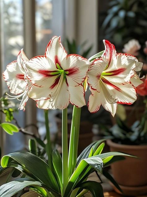 Amaryllis Aesthetic, Amaryllis Plant, Amaryllis Flowers, Amaryllis Bulbs, Day Lilies, Fruit Flowers, Unusual Flowers, Exotic Flowers, Fabric Painting