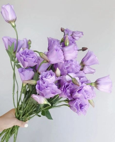 Lisianthus Bouquet, Lisianthus Flowers, Plants Are Friends, Artsy Photos, Bouquet Arrangements, Lavender Roses, Tulips Flowers, Cut Flowers, Purple Flowers