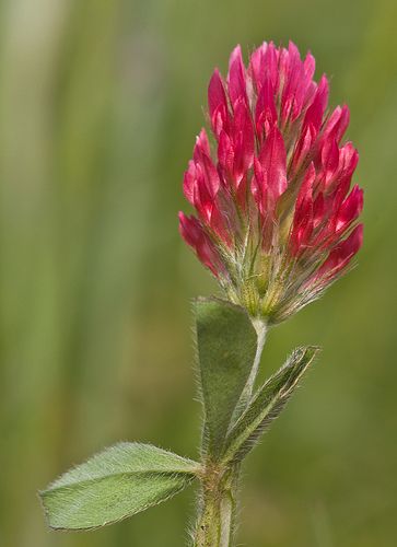 Crimson And Clover Aesthetic, Red Clover Witchcraft, Red Clover Plant, Red Clover Magical Properties, Crimson Clover, Edible Flower Garden, Clover Flower, Edible Flowers, Flowering Trees