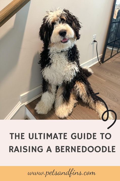 The Ultimate Guide to Raising a Bernedoodle https://petsandfins.com/bernedoodles-complete-guide At Berdoodle, Bernese Mountain Doodle, Bernese Doodle Dog, Bernedoodle Puppy Training, F1b Mini Bernedoodle, Micro Mini Bernedoodle Full Grown, How To Groom A Bernedoodle, Micro Bernedoodle Full Grown, Bernedoodle Teddy Bear Haircut