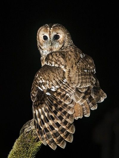 Tawny Owl Flying, Owl Flight, Prince Stolas, References Animals, Draw Birds, Owl Species, Owl Wings, Animal Research, Owl Photography