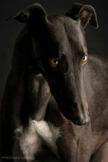 Gorgeous Greyhound Black Greyhound, Regard Animal, Sight Hounds, Greyhound Bus, Greyhound Art, Grey Hound Dog, Hur Man Målar, Hello Gorgeous, Dog Photography