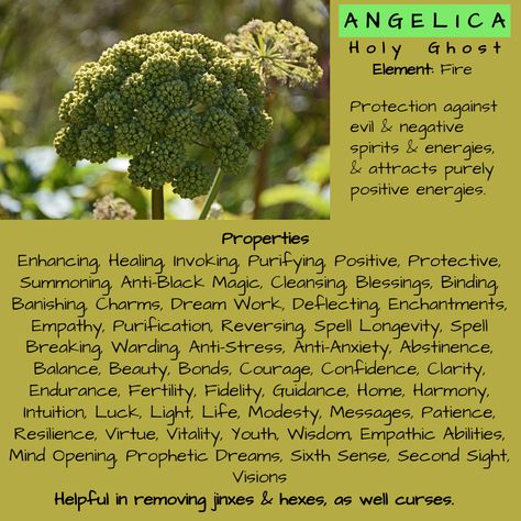 Angelica Magical Properties, Angelica Root Witchcraft, Angelica Witchcraft, Angelica Herb Uses, Angelica Root Magical Properties, Herb Magical Properties, Angelica Herb, Angelica Flower, Protection Herbs