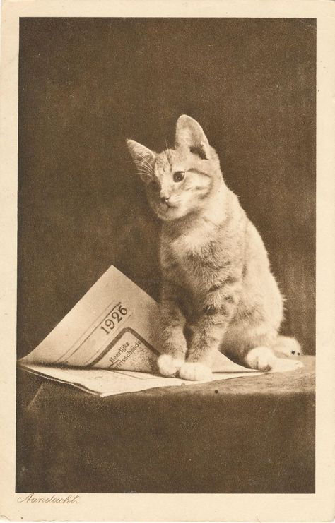 20 Lovely Vintage Photos of Cats From the 1920s Image Chat, Cat Photos, Lovely Cat, Old Cats, Retro Cats, Cat Photography, Cats Kittens, Cat People, Photo Vintage