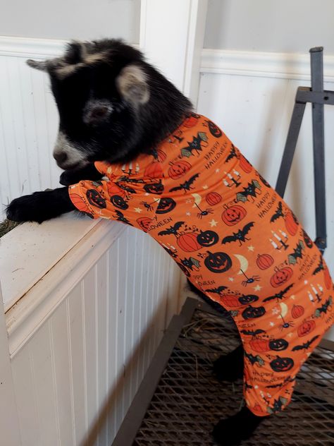 Goat In Pajamas, Halloween Farm Animals, Baby Goats In Pajamas, Goat Clothes, Pet Goat, Chicken Pictures, Pygmy Goat, Cute Goats, Dairy Goats