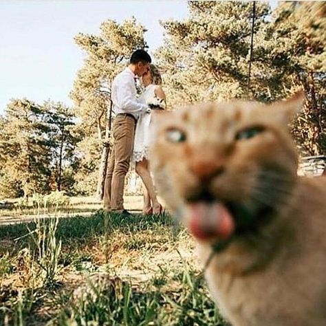 Here's Why We Cant Imagine Life Without Cats😻 Credi Funny Wedding Photos, Cat Wedding, Funny Animal Memes, Funny Animal Pictures, 귀여운 동물, Animal Memes, Cat Photo, Crazy Cats, Cat Pics