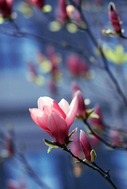 Bokeh Photography, Magnolia Trees, Trendy Flowers, Magnolia Flower, Love Flowers, Flowers Photography, Pretty Flowers, Garden Inspiration, A Tree