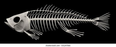 Fish Skeleton, Skeleton Drawings, Skeleton Illustration, Animal Skeletons, Plaster Sculpture, Fishing Pictures, Pet Tiger, Fish Drawings, Silhouette Stencil