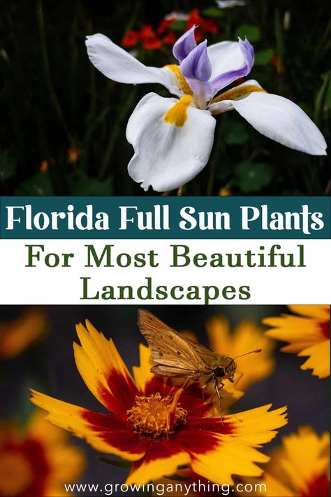 20 Florida Full Sun Plants For Most Beautiful Landscapes Full Sun Front Yard Landscaping Ideas, Florida Full Sun Plants, Florida Plants Landscaping, Full Sun Flowers, Florida Landscaping, Florida Plants, Full Sun Plants, Zone 9, Sun Flowers