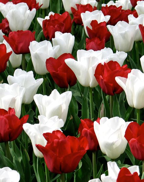 Red And White Tulips, Natural Lawn, Red White Flowers, Yard Maintenance, Garden Flower Beds, Flowers Tulips, Red And White Flowers, Flower Bulbs, Tulips Garden