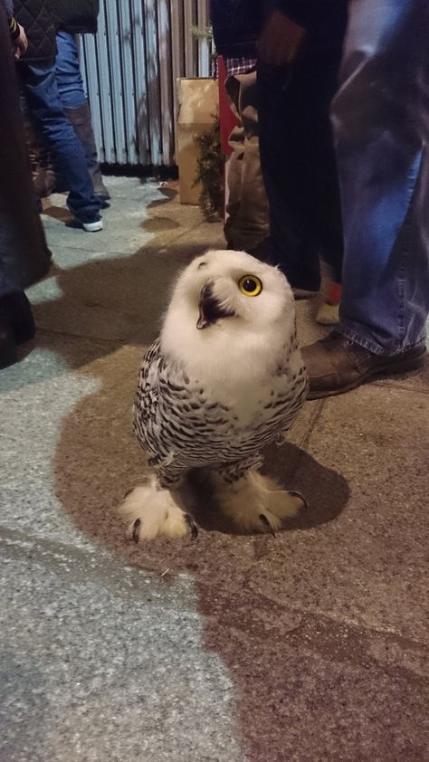 Sooty Owl, Beautiful Owls, Bird Reference, Unique Birds, Snowy Owls, Owl Photography, Owl Party, Owl Photos, Bird Photos