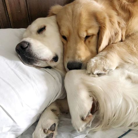 These Adorable Dogs Love Using Each Other As Pillows (26 Pics) | Bored Panda Two Dogs Hugging, Dogs Kissing Each Other, Dogs Hugging Each Other, Dog Toys Cute, 3 Dogs Together, Dogs Sleeping Together, 2 Dogs Together, Two Dogs In Love, Cute Dog Couple