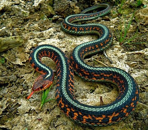 california red sided garter snake | California red-sided garter snake | Reptiles Vine Snake, Snake Turtle, Garter Snake, Snake Drawing, Bird People, Wild Kingdom, Reptile Snakes, Beautiful Snakes, Wildlife Nature