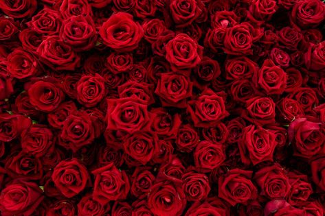 Background texture of red blossom roses.... | Premium Photo #Freepik #photo #background #pattern #flower #wedding Wallpaper Mawar, Wallpaper Rosa, Timeline Cover Photos, Photo Rose, Red Blossoms, Rose Background, Flower Texture, Rose Rouge, Rose Oil