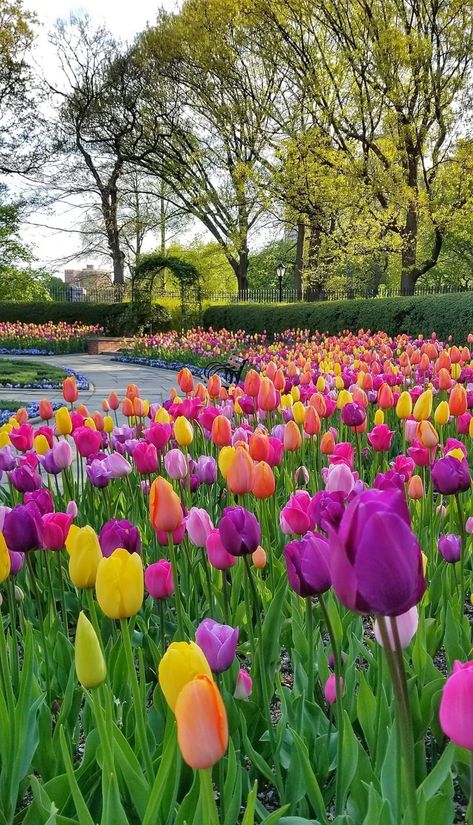 Flower Aesthetic Tulip, Tulip Landscaping, Rocks Garden Ideas, Gardens With Rocks, Tulip Aesthetic, Rocks Garden, Amazing Landscaping Ideas, Aesthetic Gardening, Gardening Aesthetic