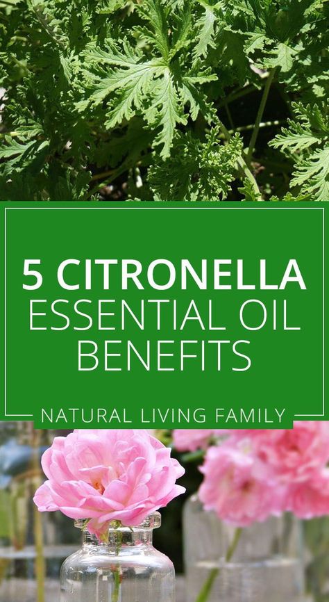 Citronella Oil Uses, Bug Repellant, Citronella Essential Oil, Citronella Oil, Essential Oil Benefits, Bug Repellent, High Fat Diet, Oil Benefits, Oil Uses