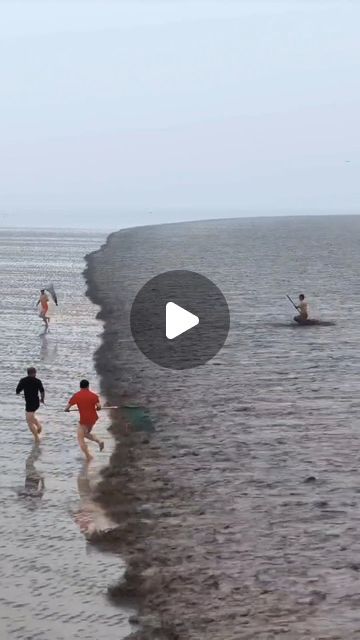 Working People, High Tide, Hangzhou, How To Run Faster, Cat Gif, Amazing Nature, Dog Bed, Pet Birds, Fish