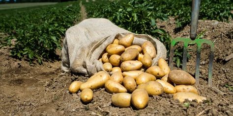 Kennebec Potatoes Information - LEARN Kennebec Potatoes, Potato Storage, Potato Varieties, Types Of Potatoes, Fair Food, Fries Recipe, Growing Potatoes, Yukon Gold Potatoes, White Potatoes