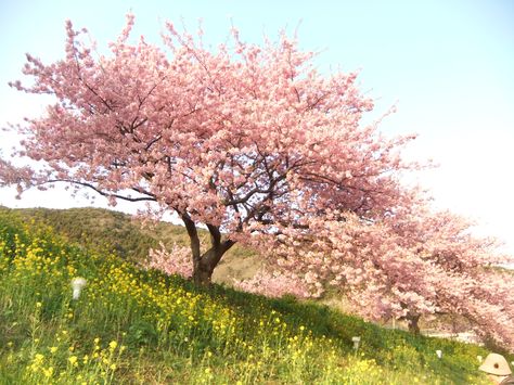 Cherry Blossom Field, Cherry Blossom Landscape, Spring In Japan, Japan Cherry Blossom, Cherry Blossom Background, Sakura Tree, Sakura Cherry Blossom, Landscape Photography Nature, Pink Trees