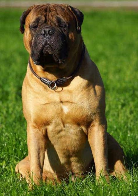 Learn about the Bullmstiff Temperament and 9 tips to deal with the Bullmastiff. Plus info on Puppy Price, Adoption, Health, Training... READ MORE HERE Bullmastiff Puppies For Sale, Mastiff Breeds, Puppy Stages, Dog Needs, Havanese Dogs, Group Of Dogs, English Mastiff, Horses And Dogs, Bull Mastiff