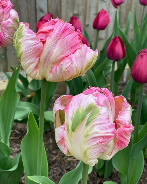 Apricot Parrot Tulip, Parrot Tulips Bouquet, Flower References, Tulip Art, Parrot Tulip, Tulip Season, Perennial Flowers, Tulips Art, Parrot Tulips