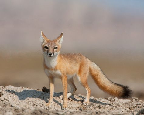 Fox Therian, Fox Species, Swift Fox, Vulpes Vulpes, Military Dogs, Pet Fox, Pretty Animals, Endangered Animals, Wild Dogs