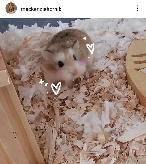 Roborovski Hamster, Robo Hamster, Cute Hamsters, Cute Baby Animals, Baby Animals, Cute Animals, Memes, Photo And Video, Instagram Photo