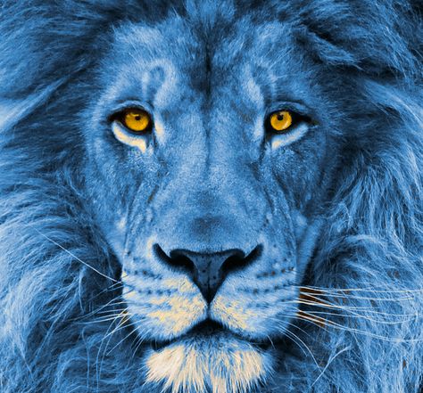 Lion Aesthetic, Blue Lion, Lion, On Instagram, Blue, Instagram