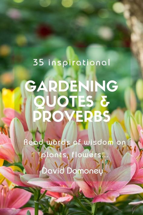 You searched for quotes - David Domoney Garden Quotes Funny, Gardening Quotes Inspirational, Garden Quotes Signs, Famous Proverbs, Garden Poems, Flapper Halloween, Spiritual Garden, Tattoo Plant, Prayer Garden