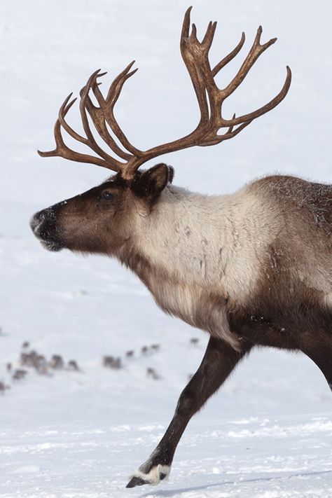 Reindeer Drawing, Water Deer, Male Deer, Deer Photos, Fallow Deer, Deer Family, Animal Study, Reindeer Antlers, Travel More