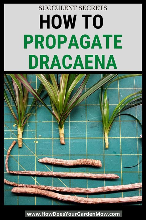 Dracaena Plant Care, Dracena Plant, Tropical Plants Indoor, Indoor Plants Diy, Plants Grown In Water, Grafting Plants, Snake Plant Care, Dracaena Plant, Tropical House Plants