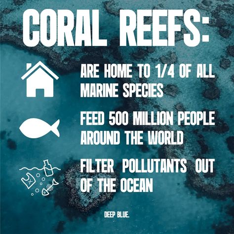 Coral Reef Ecology, Ocean Conservation, The Rainforest, Climate Action, Coral Reefs, Coral Reef, Marine Life, People Around The World, Scientists