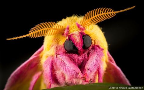 Adorable rosy maple moth I took a photo of based on the post in r/mildlyinteresting Maple Moth, Pink Moth, Rosy Maple Moth, Moth, Close Up, Yellow, Pink