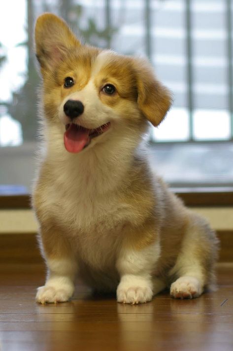 20080811_009 | megxg.k7 | Flickr 강아지 그림, Corgi Puppy, Floppy Ears, Cute Corgi, Pembroke Welsh Corgi, Corgi Dog, Welsh Corgi, 귀여운 동물, Cute Funny Animals