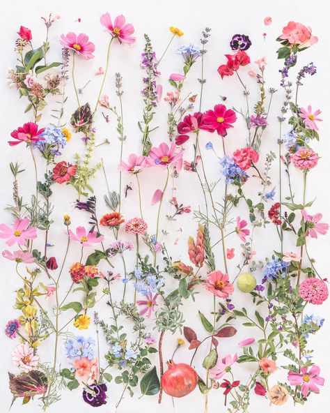 Dior Flowers, Floral Flatlay, Glicee Prints, Vintage Flowers Wallpaper, The Beauty Of Nature, Flower Background Wallpaper, Floral Image, Floral Prints Art, Garden Flowers