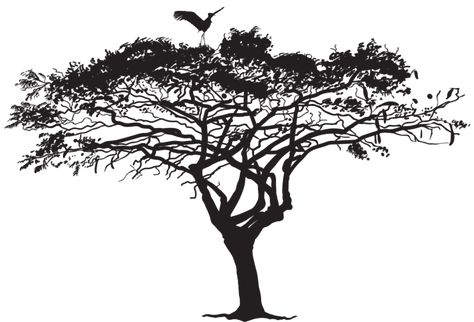 Silhouette Arte, Africa Trees, African Tree, Acacia Tree, Silhouette Images, Vinyl Decor, Silhouette Stencil, Bird Silhouette, Silhouette Png