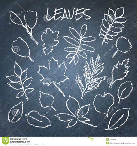 Collection of chalk leaves stock vector. Illustration of background - 48964868 Chalk Art Easy, Chalkboard Illustration, Drawn Leaves, Leaf Silhouette, Leaf Drawing, Chalk Drawings, Leaves Vector, Chalk Art, Chalkboard