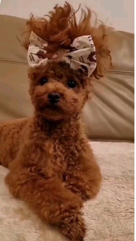 Toy Poodle Haircut Teddy Bears, Toy Poodle Haircut, Mini Poodle Puppy, Poodle Dogs, Cute Small Dogs, Animals Tattoo, Cute Dogs Images, Very Cute Puppies, Wallpaper Aesthetics