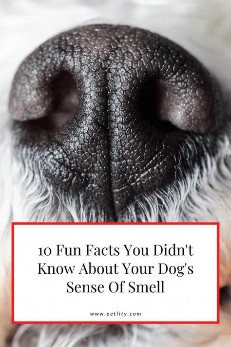 Discover 10 fascinating facts about your dog's sense of smell, including how it's a thousand times stronger than humans. Dog Noses, Bulldog Training, Dog Nose Print, 10 Fun Facts, Sense Of Smell, Facts You Didnt Know, Dog Nose, Home Health Remedies, Dog Facts