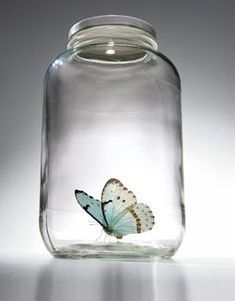 ♥♥♥ In A Rut, Fear Of Flying, Blue Wings, Butterfly Fairy, Butterfly Kisses, Canning Jars, Butterfly Garden, Just Relax, Mindful Living