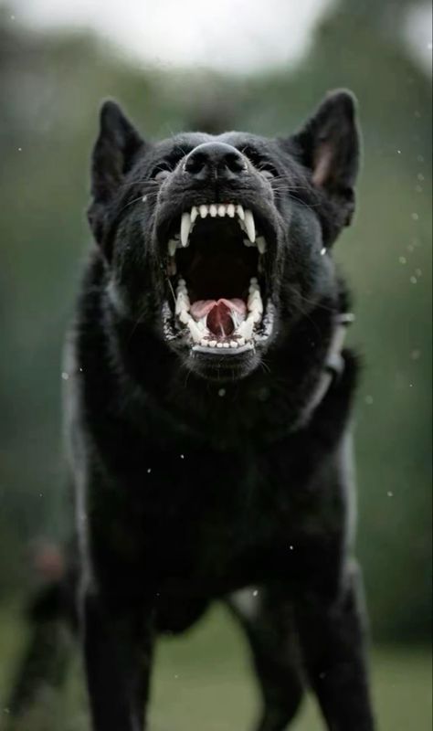 Black German Shepherd Scary, Scary German Shepherd, Rottweiler Pictures, Black German Shepherd Puppies, Vintage Prom Dresses, Black Shepherd, Dog Foto, Black German Shepherd Dog, Kangal Dog