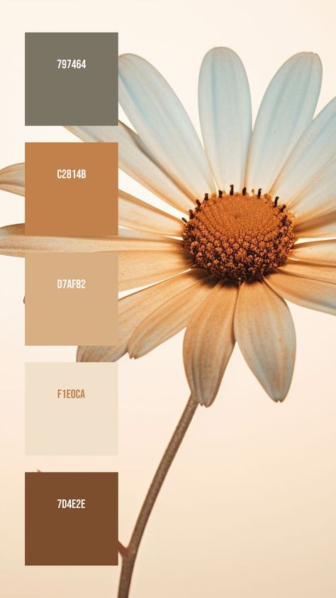 Colors:
797464
C2814B
D7AF82
F1E0CA
7D4E2E Creamy Yellow Color Palette, 4 Colour Palette Color Combos, Light Yellow Palette, Sun Colour Palette, Pale Yellow Color Palette, Light Yellow Color Palette, Daisy Color Palette, Earth Colour Palette, Yellow Color Palette