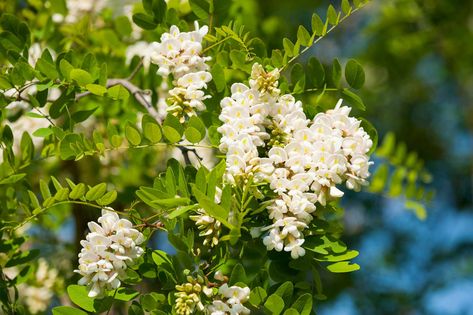 Robinia Pseudoacacia, Planting Tools, Acacia Tree, Fruit Seeds, Tomato Seeds, Soil Health, Soil Improvement, Organic Seeds, Herb Seeds