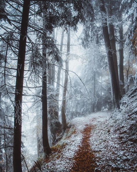 First Snow Aesthetic, Winter Landscape Photography, Snow Aesthetic, Forest Walk, Snow Forest, Snow Photography, Mystical Forest, Misty Forest, Old Trees