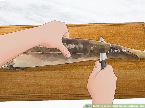 How to Clean and Fillet a Northern Pike (with Pictures) - wikiHow Fish Patties, Pike Fish, Eating Fish, Northern Pike, Cleaning Fish, Small Hinges, Fillet Knife, Fishing Tips, In The Flesh